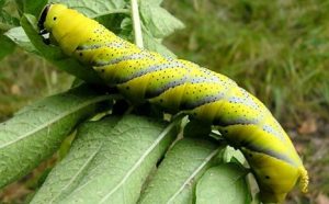 عندما تفقس بيضة الحشرة تخرج منها اليرقة عندما تفقس بيضة الحشرة تخرج منها اليرقة