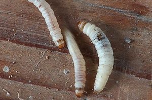 عندما تفقس بيضة الحشرة تخرج منها اليرقة عندما تفقس بيضة الحشرة تخرج منها اليرقة