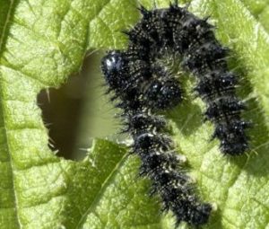 عندما تفقس بيضة الحشرة تخرج منها اليرقة عندما تفقس بيضة الحشرة تخرج منها اليرقة