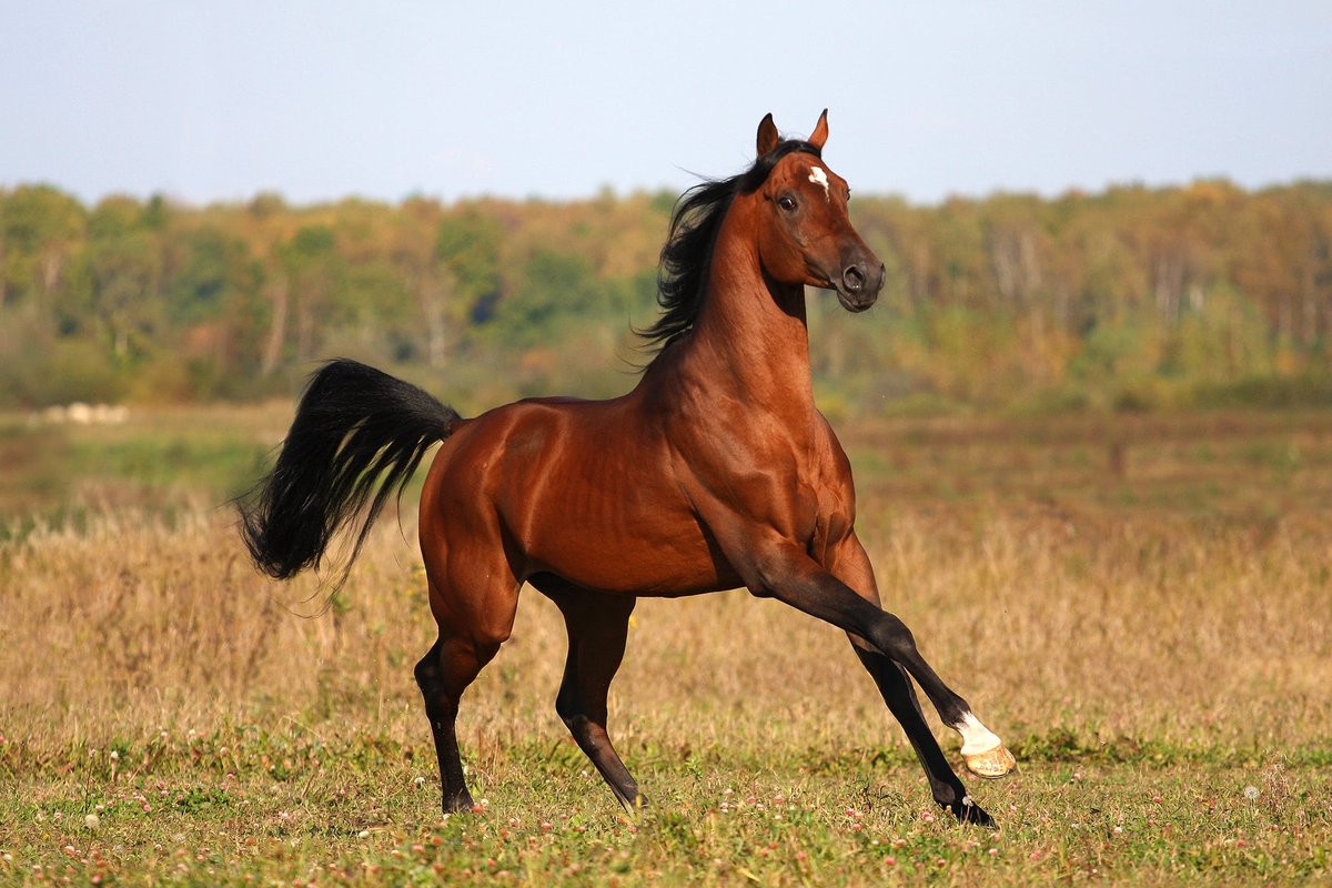 يسمى صوت الخيل عند اشتداد عدوها