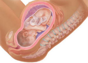 مرحلة المخاض النشط مرحلة المخاض النشط