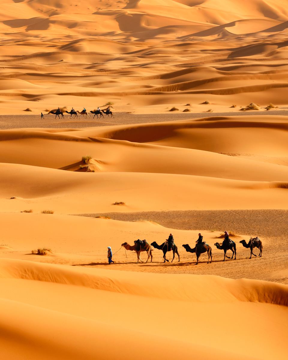 الجحادر وش يرجعون