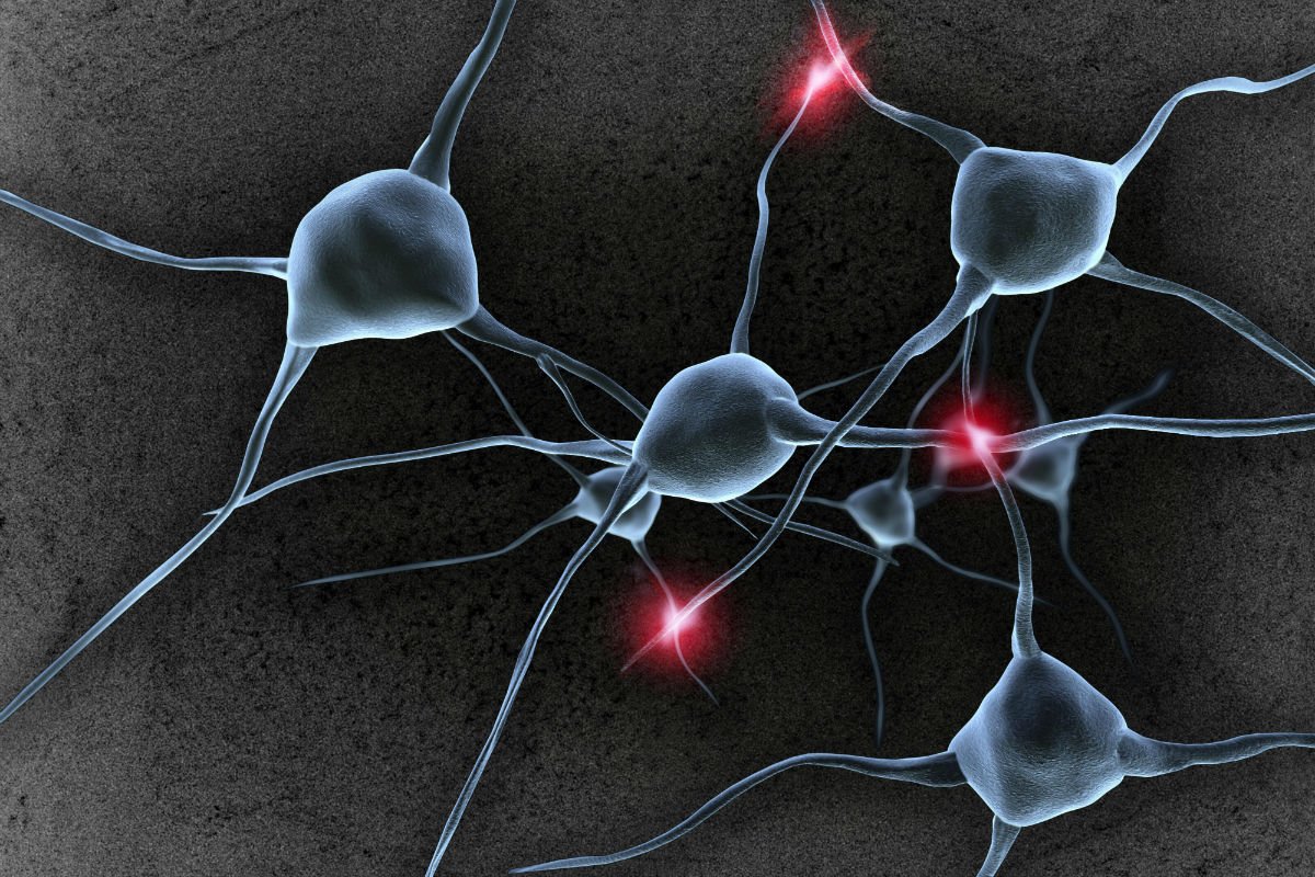 معظم خلايا الإنسان تحتوي على