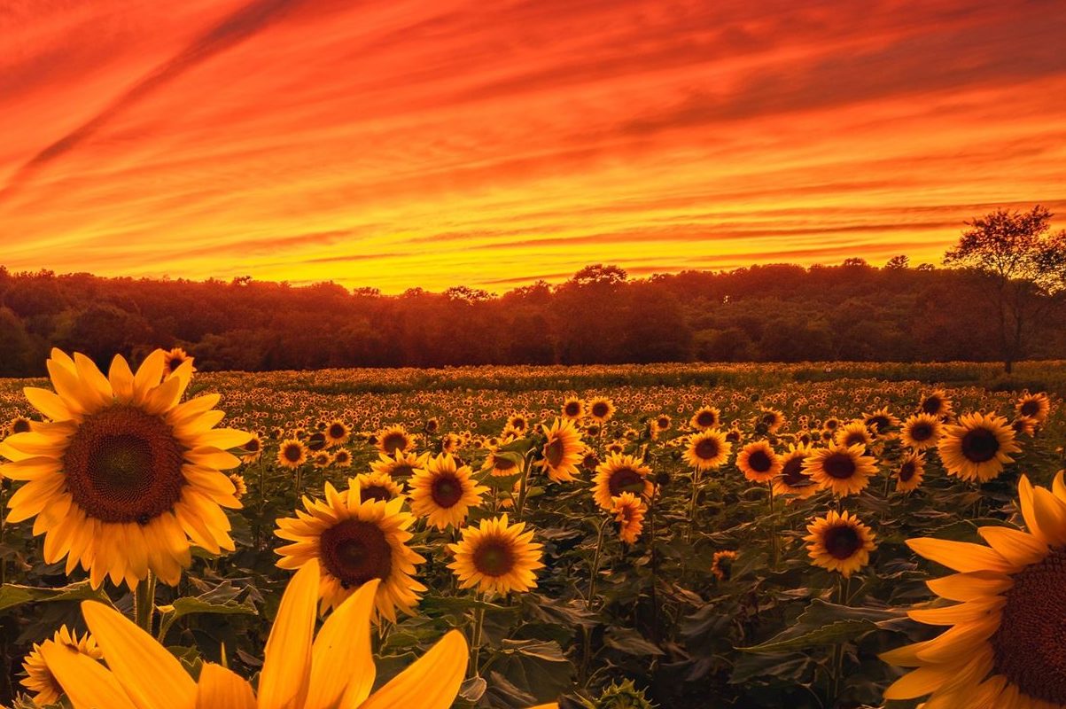 فوائد بذور عباد الشمس