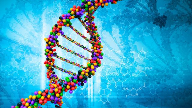 عدد السلاسل في الحمض النووي dna‏