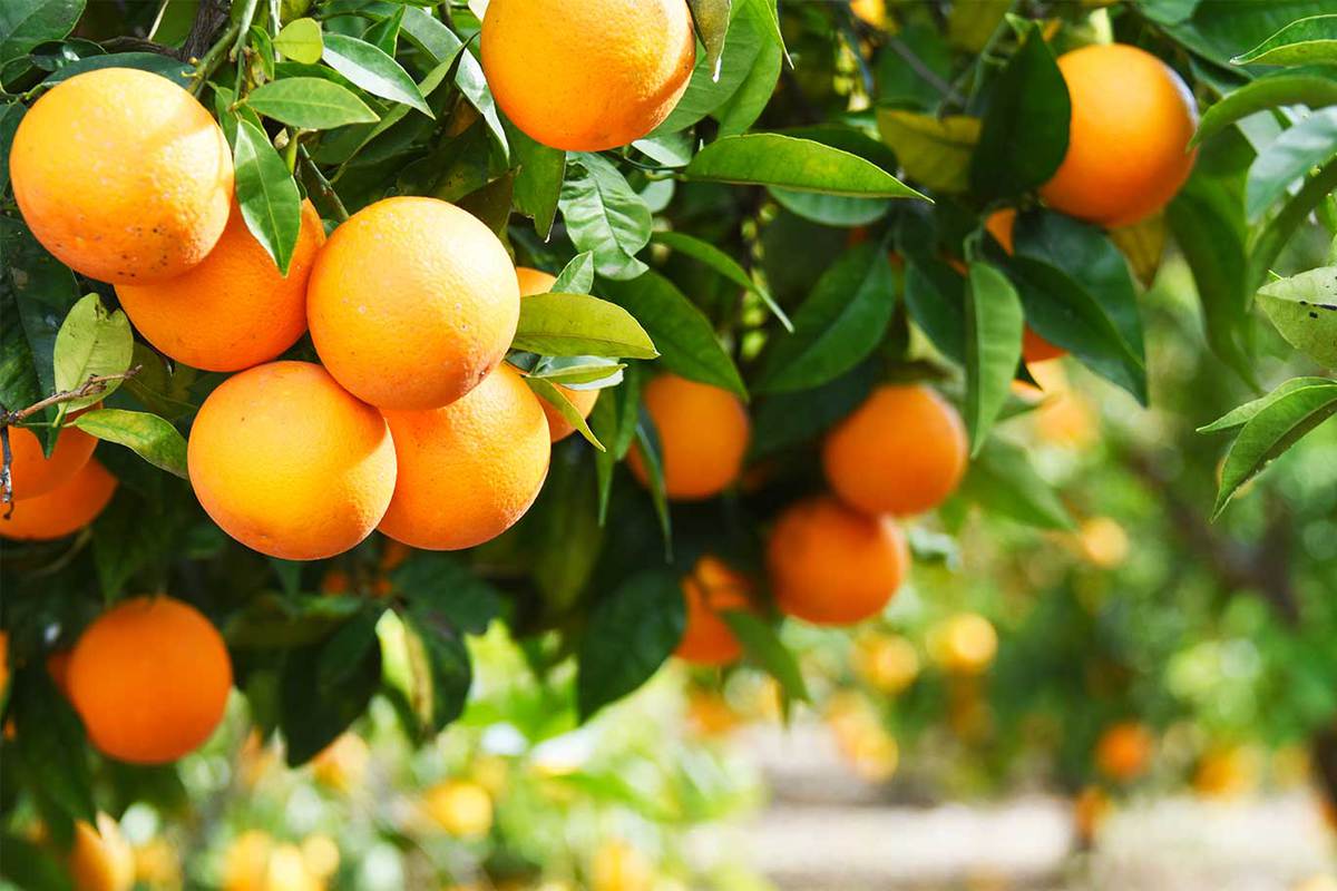 فعاليات مهرجان الحمضيات 1443