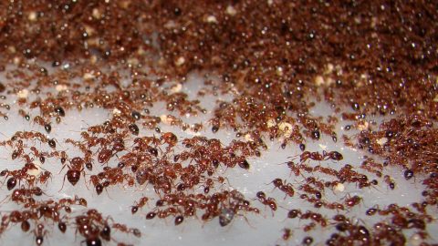 كم عدد النمل في العالم