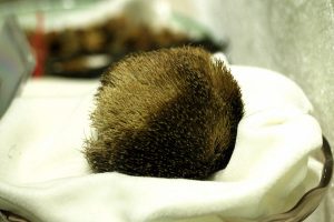 ما هو الحيوان الذي يستخرج من بطنه المسك ما هو الحيوان الذي يستخرج من بطنه المسك