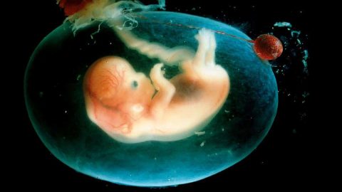 متى يصل الطعام للجنين