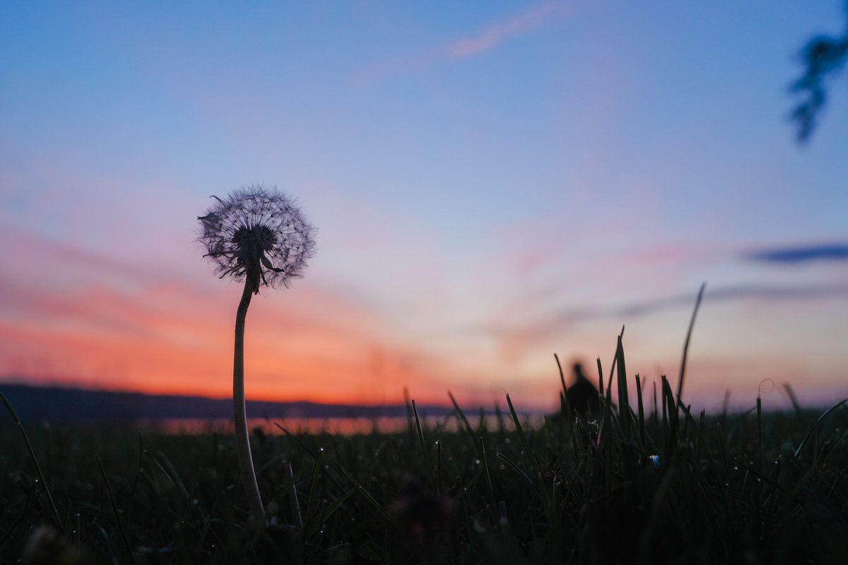 من هي أخت النبي في الرضاعة