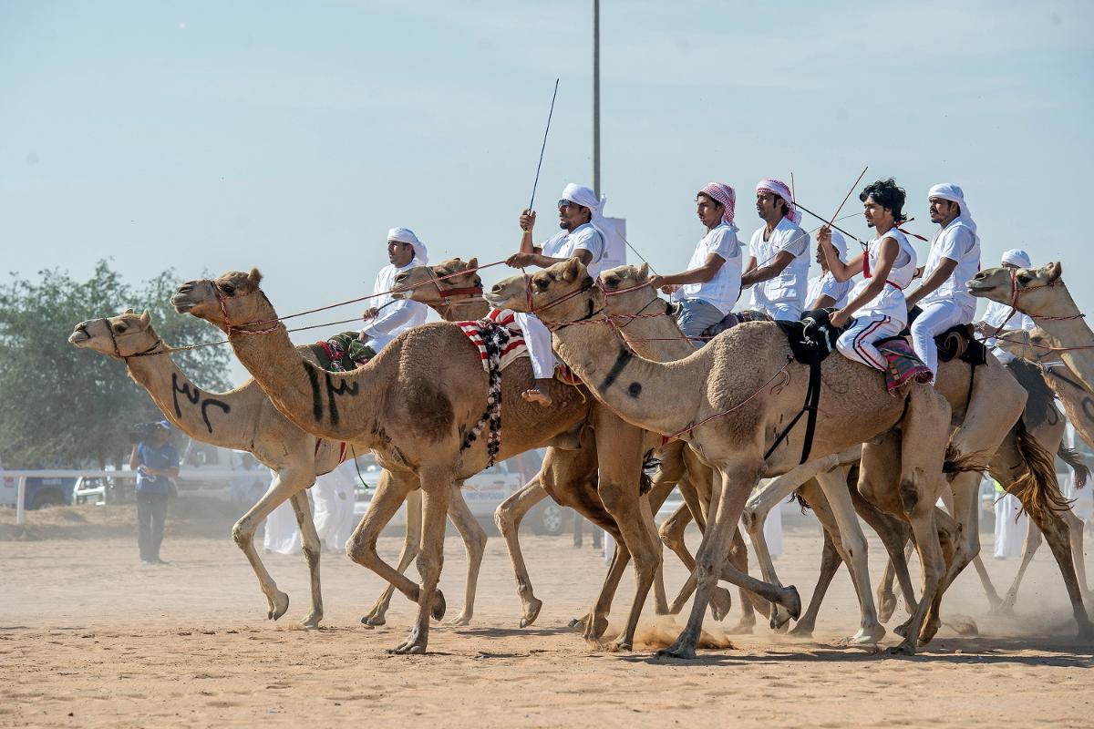 مهرجان الملك عبد العزيز للإبل يعلن لوائح العقوبات للمخالفين