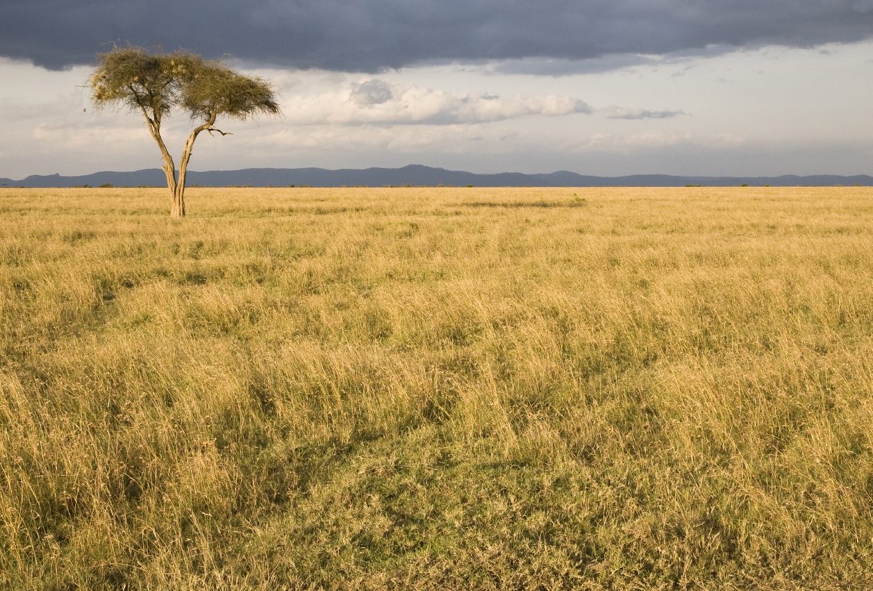 تنتشر حشائش السافانا في القارة الأفريقية