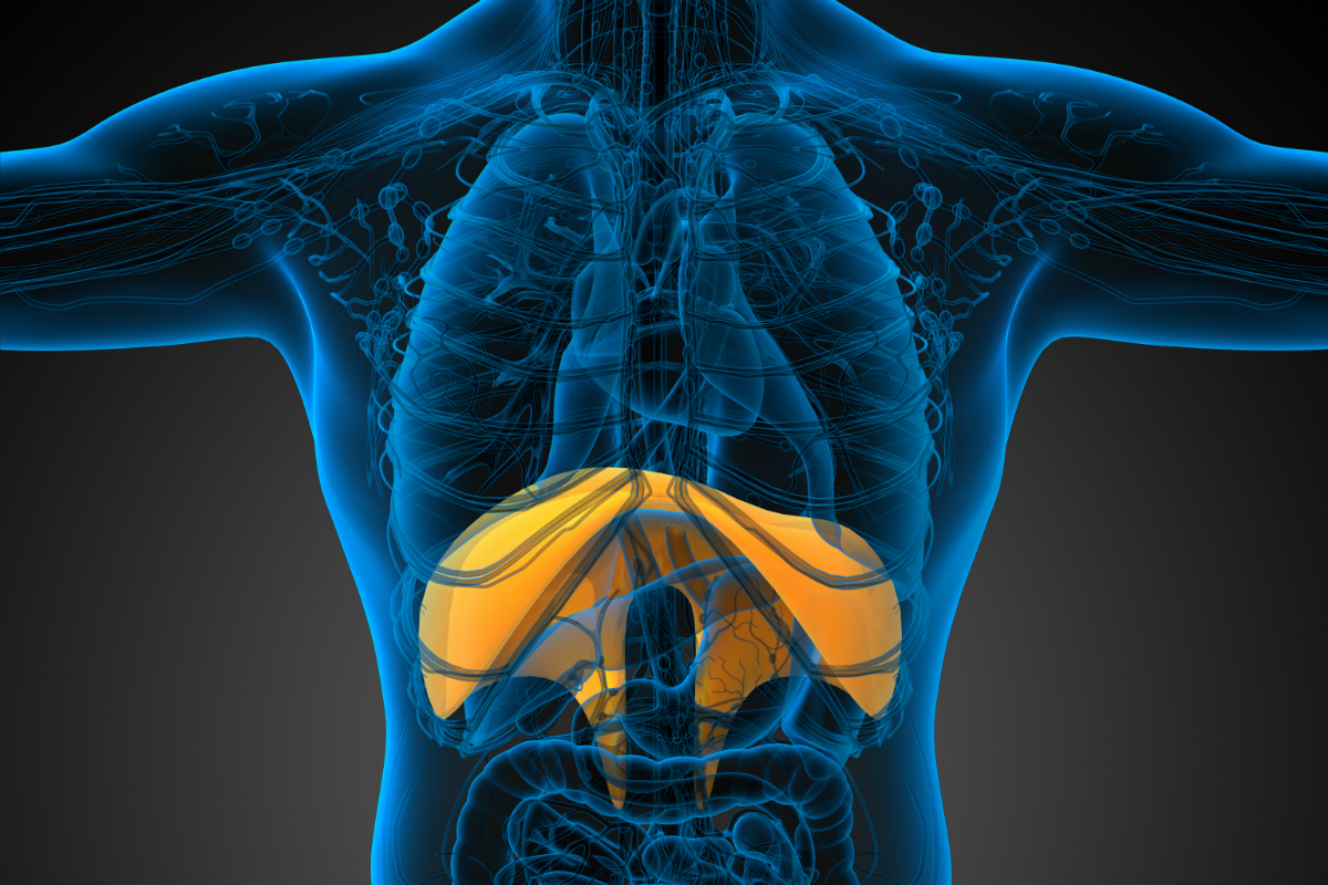 الحجاب الحاجز ينقبض عند الشهيق ويتحرك الى اسفل صواب أو خطأ