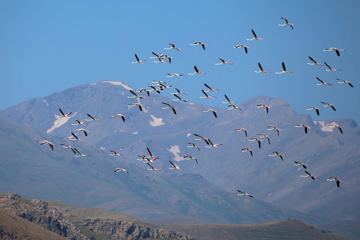 اسرع طائر في العالم