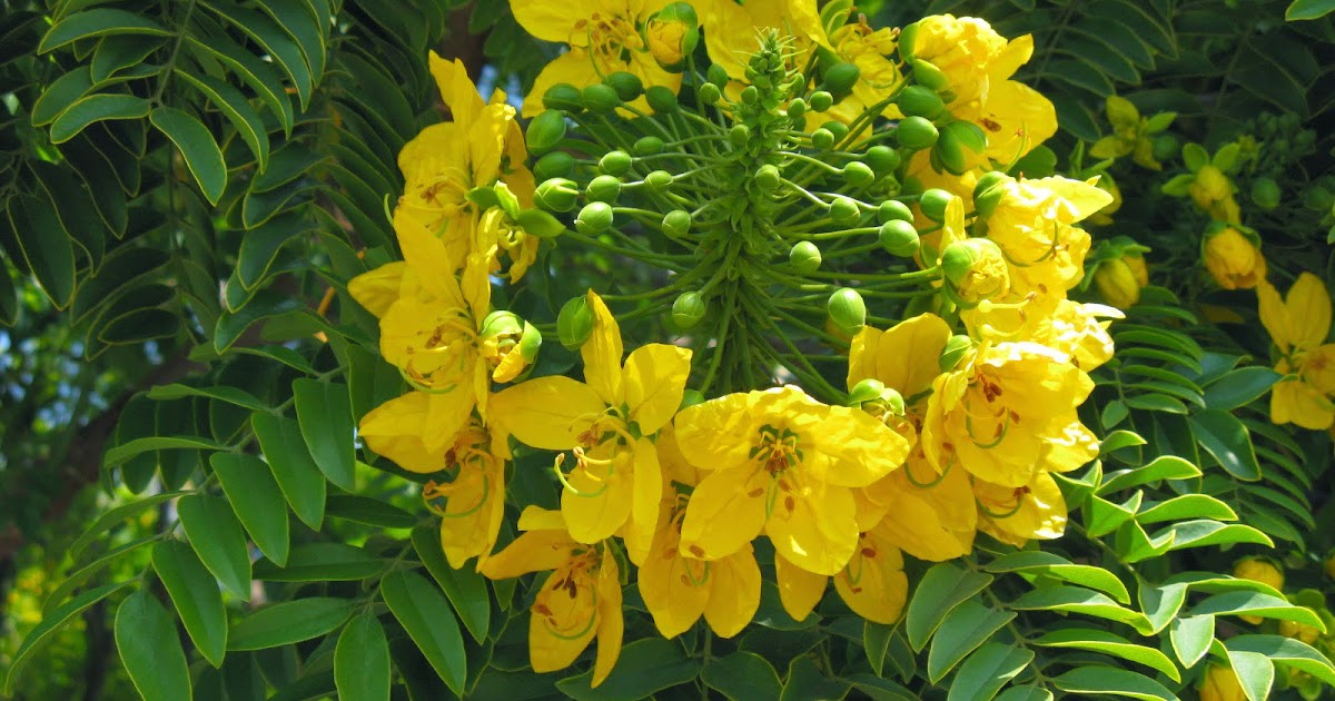 طريقة استخدام السنامكي وأهم فوائده