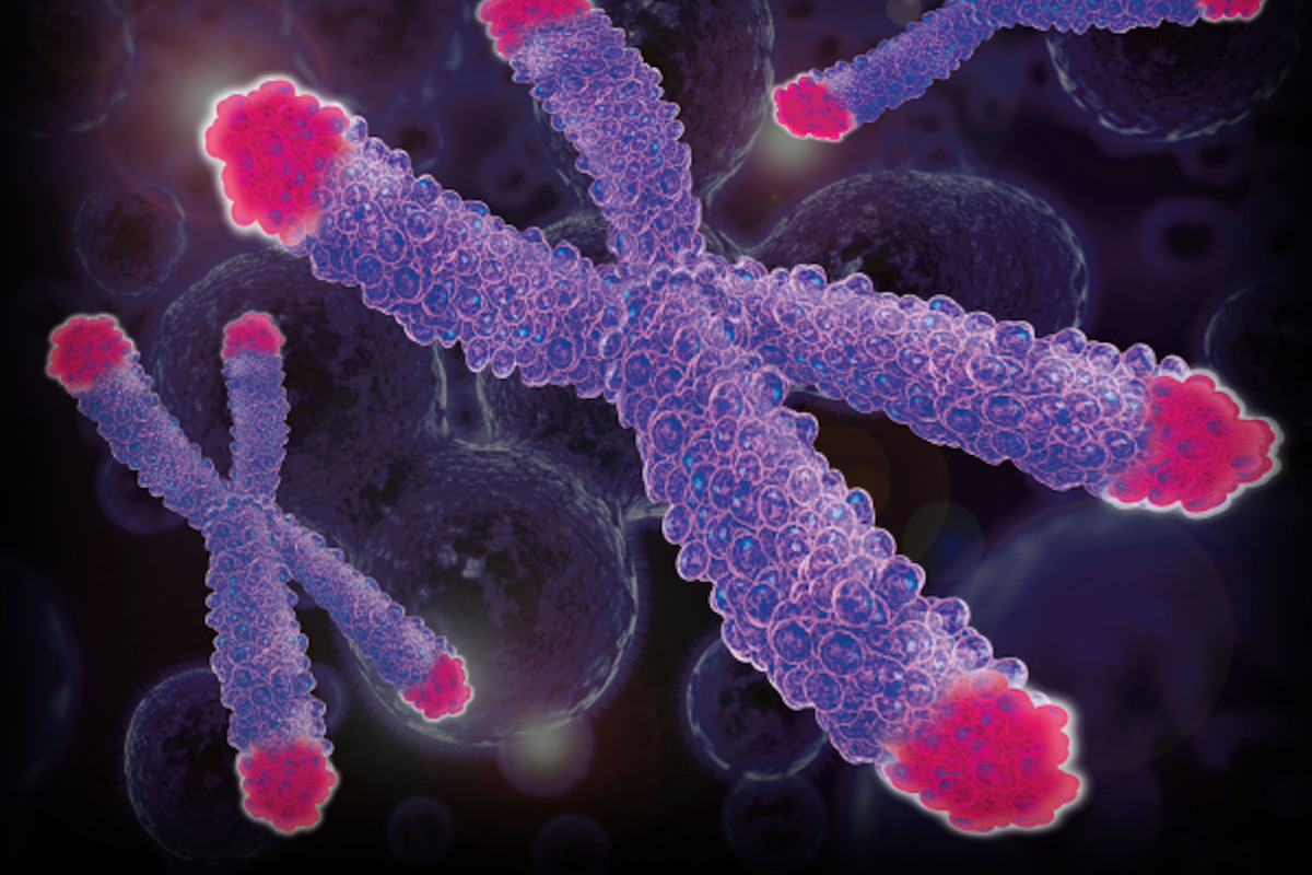 ماذا يعني مفهوم تعدد المجموعة الكروموسومية polyploidy