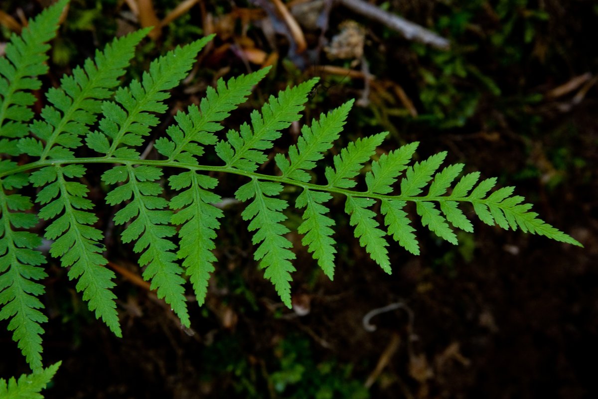 من النباتات اللاوعائية اللابذرية الحزازيات وحشيشة الكبد ( الإجابة الصحيحة )