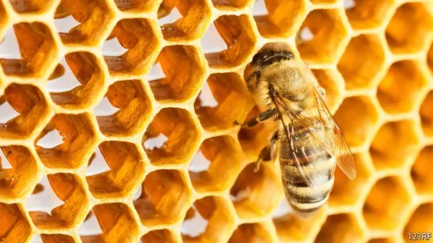 نشاهد الاشكال الهندسية من حولنا فمثلا النحلة تقوم ببناء خلاياها بتكرارجميل ومنظم باشكال هندسية متقنة