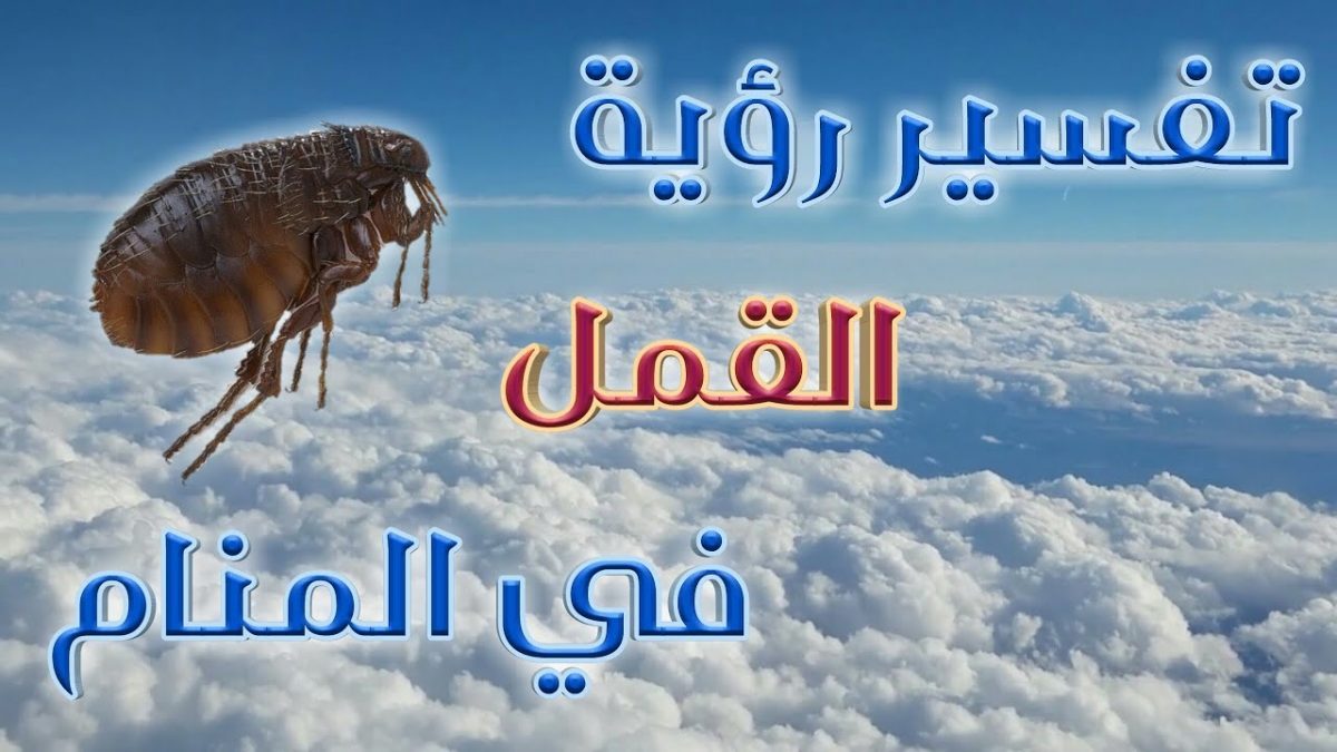 تفسير حلم القمل الأسود في المنام خير أم شر ؟