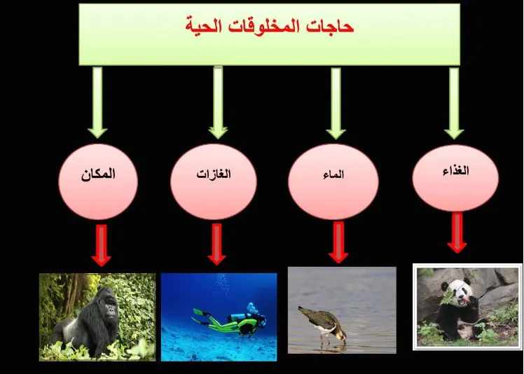 النمو هو انتاج مخلوقات حيه من نفس النوع