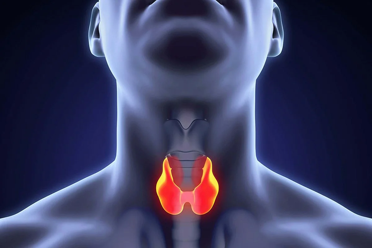 ما اسم الغدد التي تقوم بتنقية الدم وتطهيره