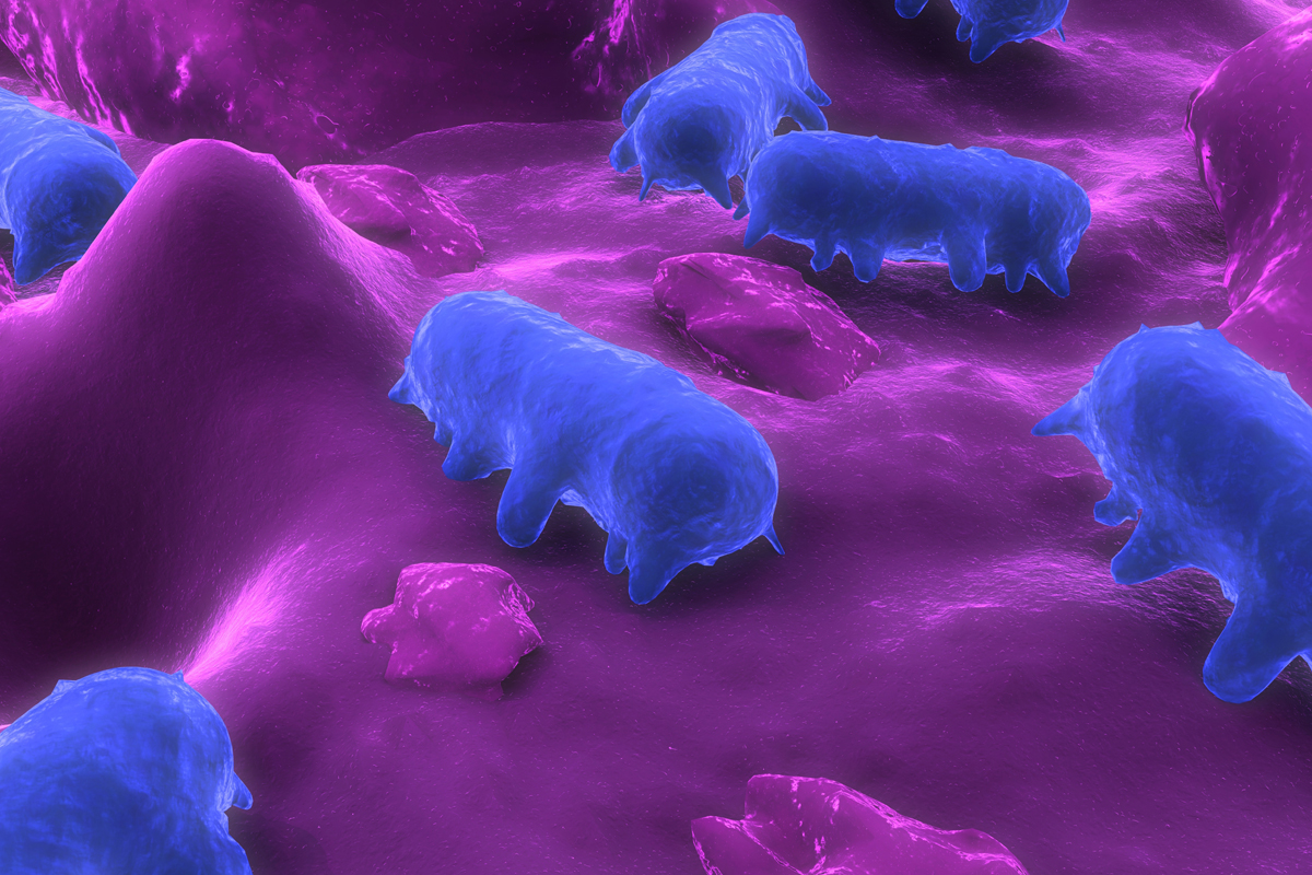 ما هي السالمونيلا ؟