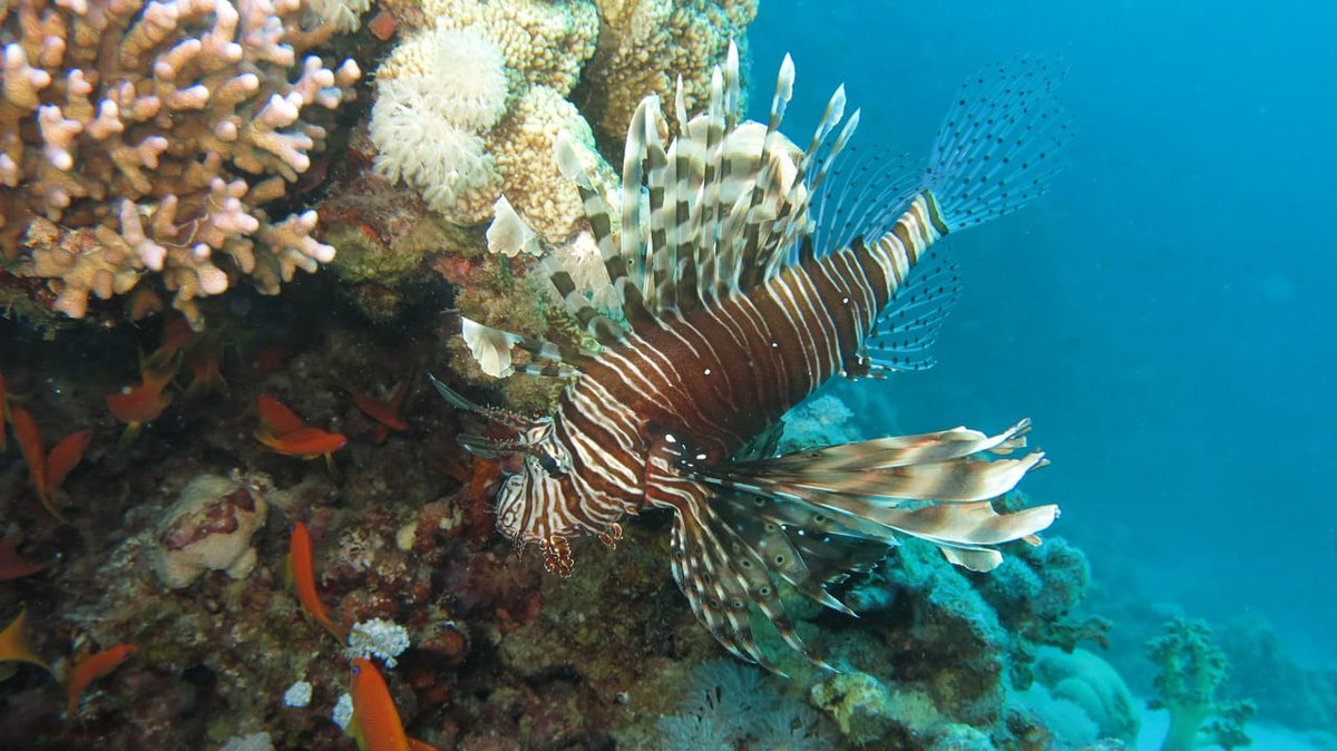 الكائنات الحية التي تعيش في الخليج العربي