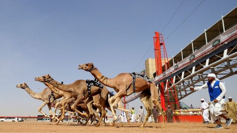 جدول سباق الهجن في قطر بعد التحديث 2023