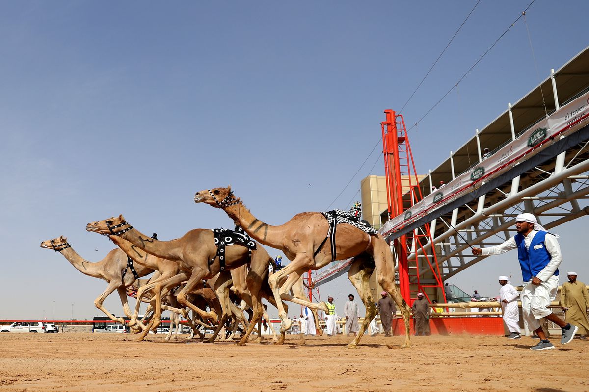 جدول سباق الهجن في قطر بعد التحديث 2024