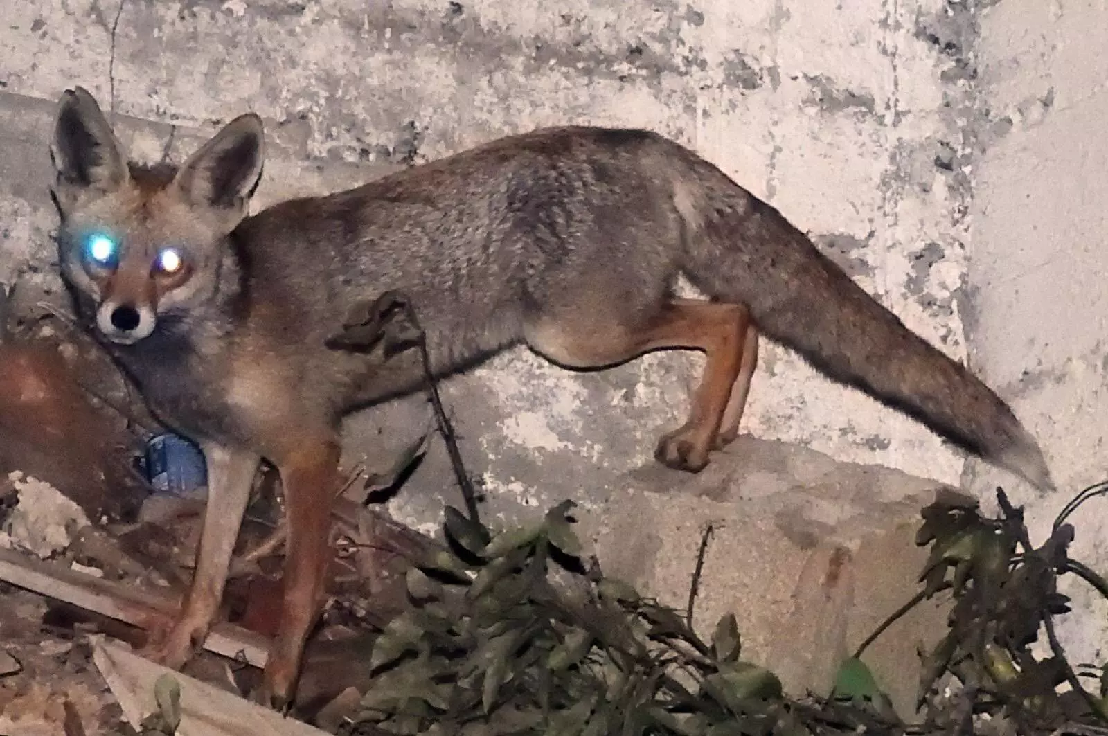 ما هو حيوان الجريدية