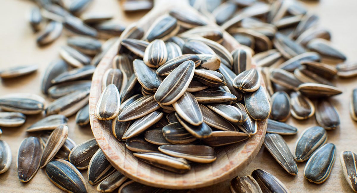 هل الفصفص يزيد الوزن ام لا