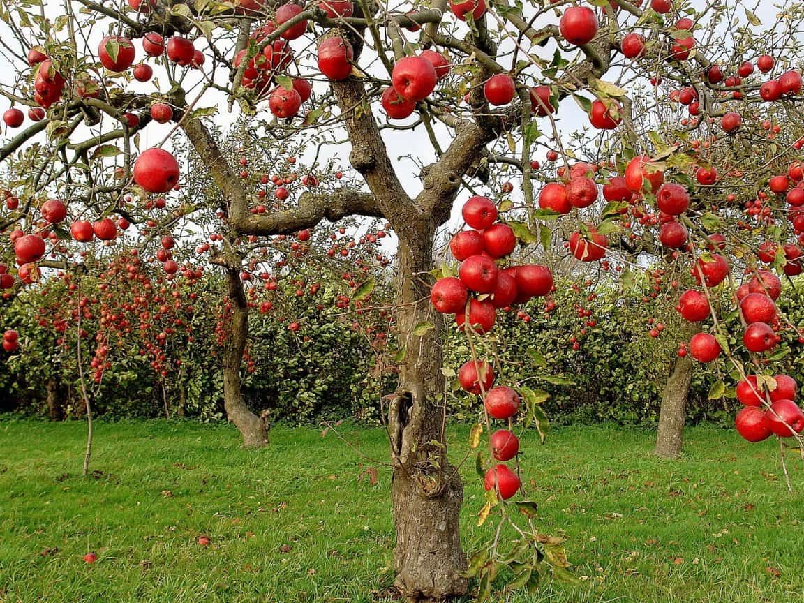 تفسير رؤية شجرة التفاح في المنام - موسوعة