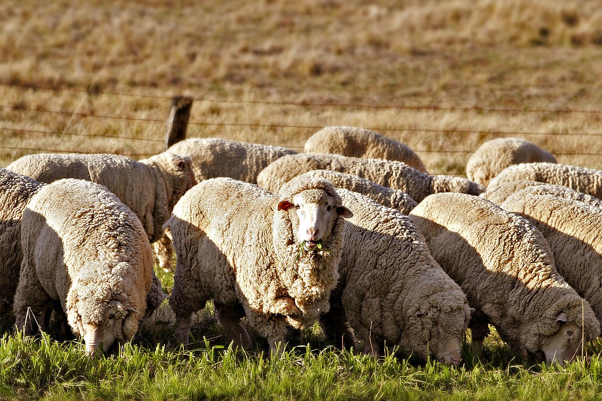 حكم من نوى الاضحية ولم يضحي