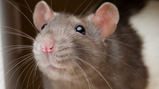 ما تفسير رؤية الفئران في المنام