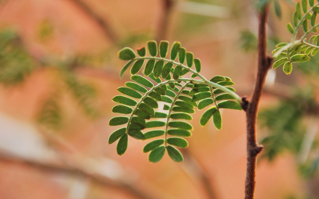 النباتات المعمرة هي حشائش تنبت عقب سقوط الأمطار وتذبل بسرعة وتتغذى عليها الحيوانات
