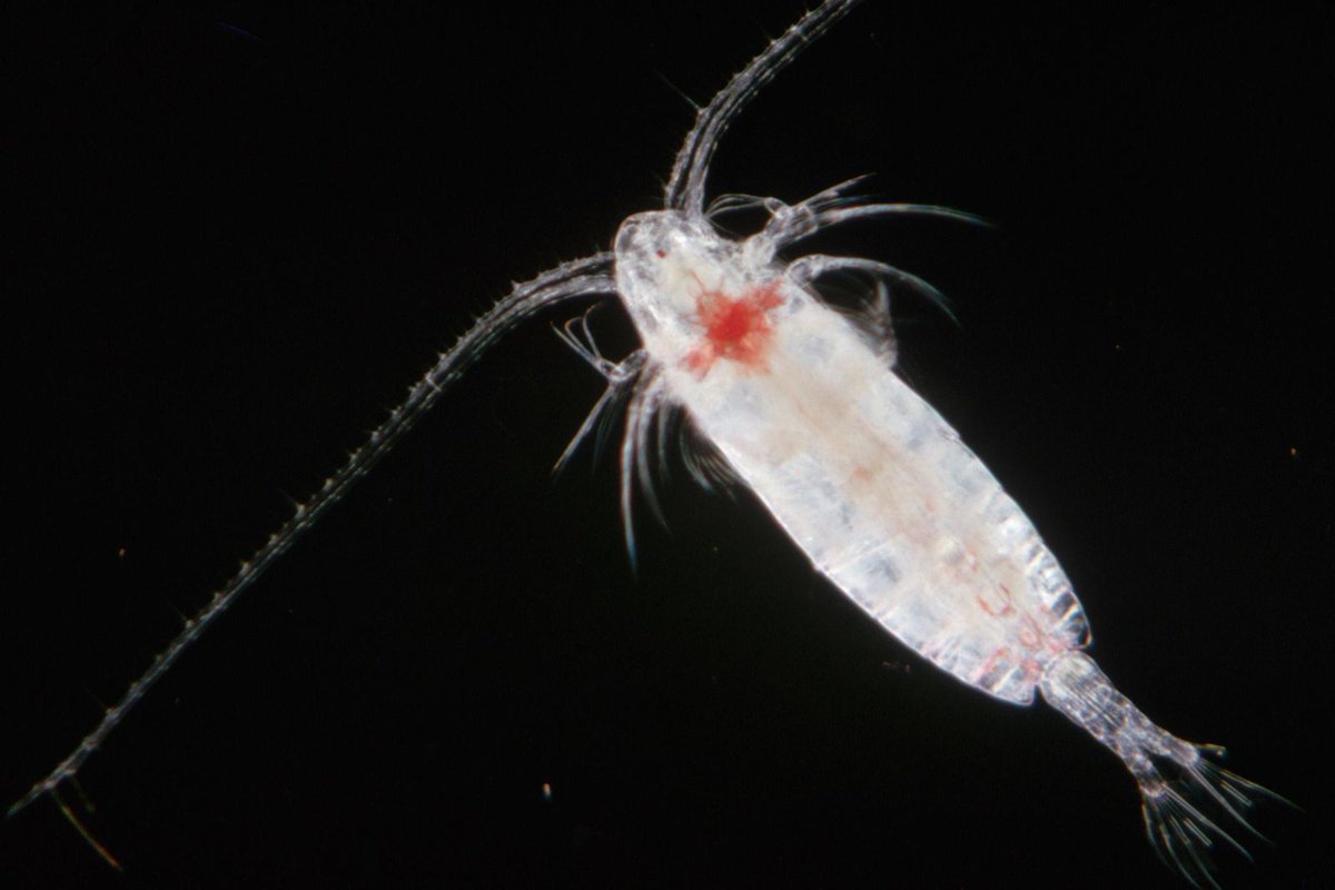 تسمى منطقة المياه المفتوحة التي يصلها ضوء الشمس وتسودها العوالق بمنطقة