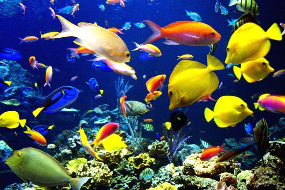 حيوانات لها زعانف لما تكون بالغة