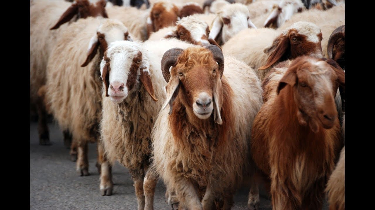 كيفية التسمية على الاضحية