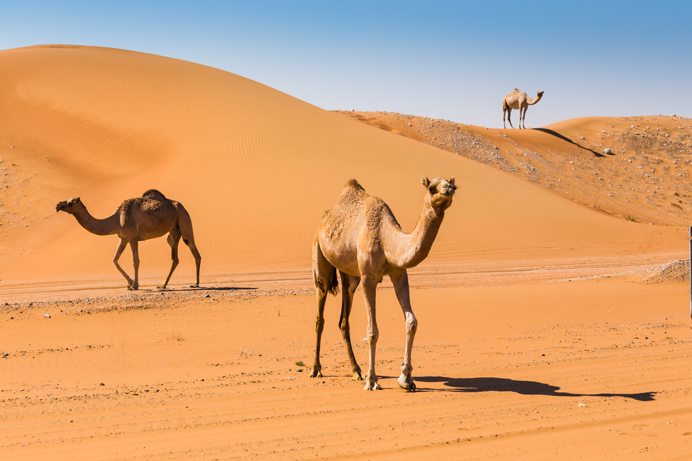 لماذا نتوضأ بعد اكل لحم الجمل ؟