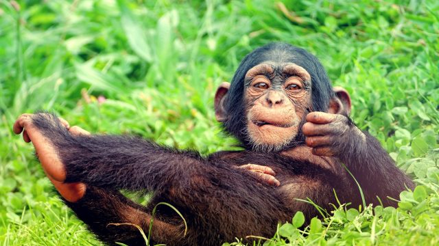 هل الشمبانزي مفترس ؟