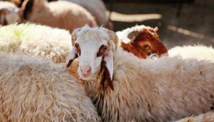 أيهما أولى الاضحية و العقيقة وهل يجوز الجمع بينهما