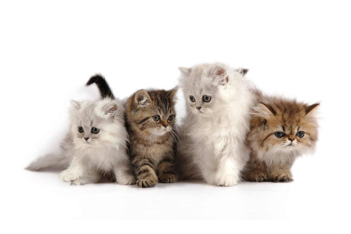 اسماء محلات بيع قطط بالرياض