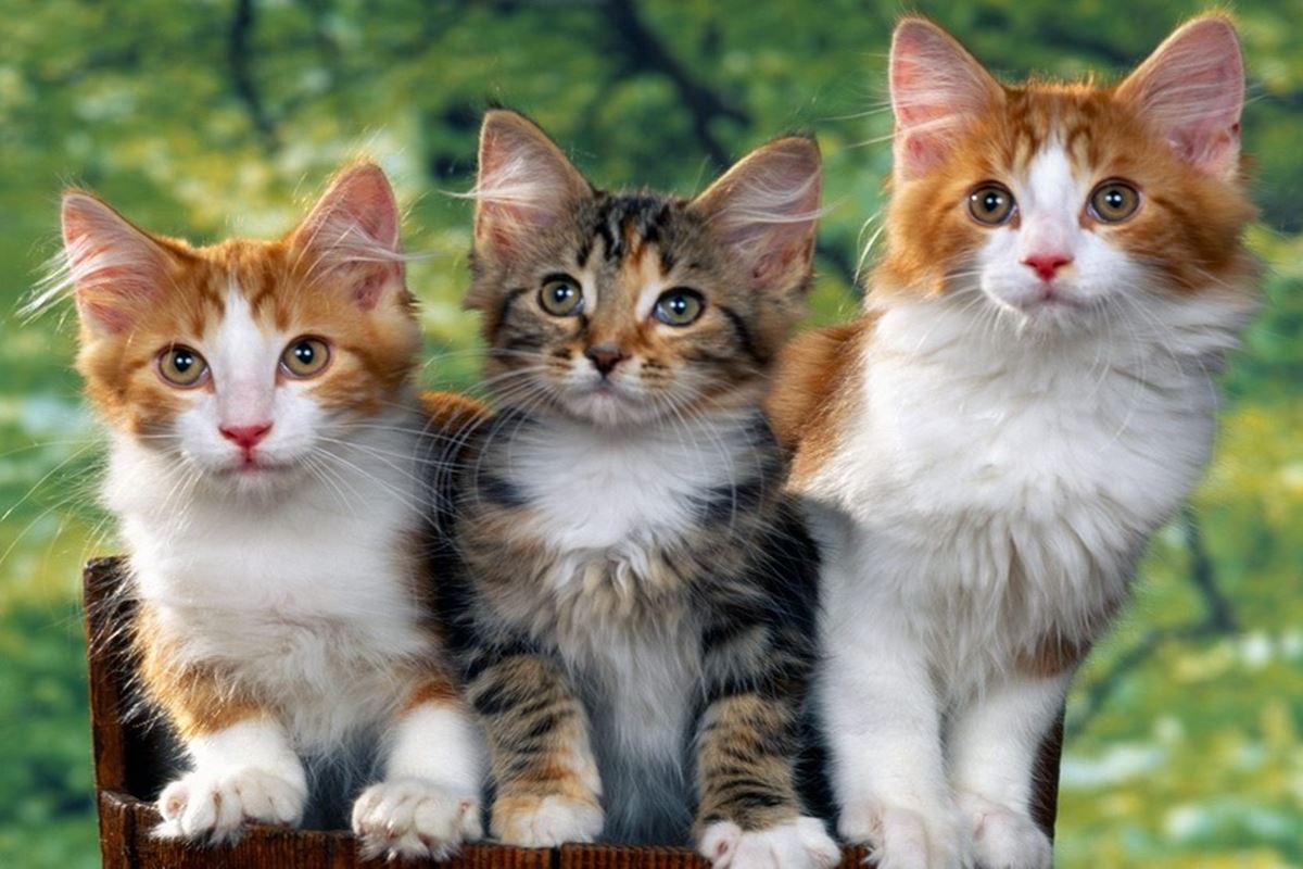 اسماء محلات بيع قطط في جدة