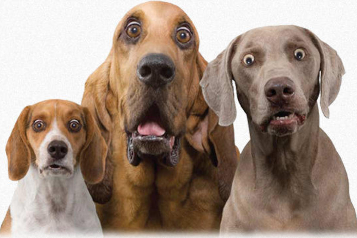 افضل محلات بيع كلاب بالرياض