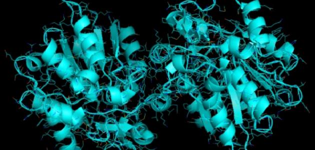 ما نوع البروتينات التي تسرع معدل التفاعلات الكيميائية في الجسم