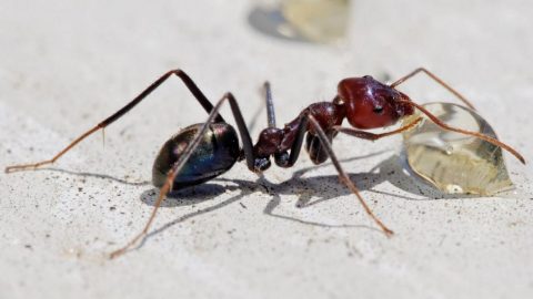 ما سبب سير النملة على سطح الماء