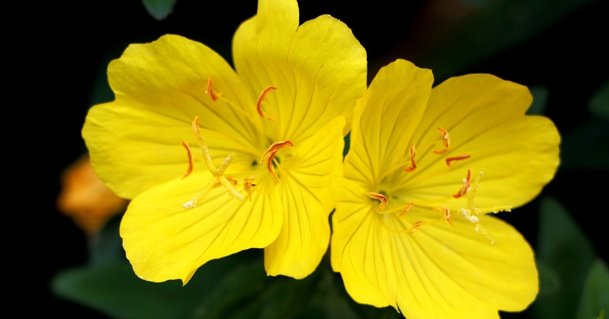 فوائد زهرة الربيع المسائية جابر القحطاني