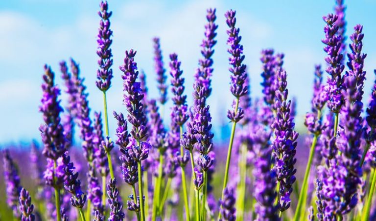 أعشاب تساعد على النوم لكبار السن