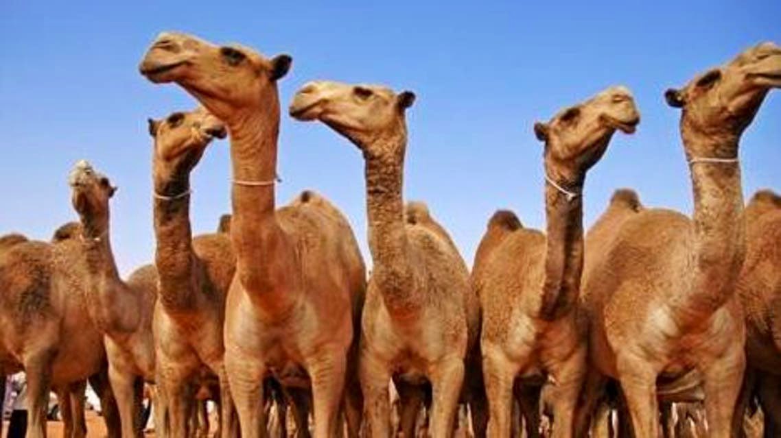 الطعن في اللبة اسفل العنق هو طريقة