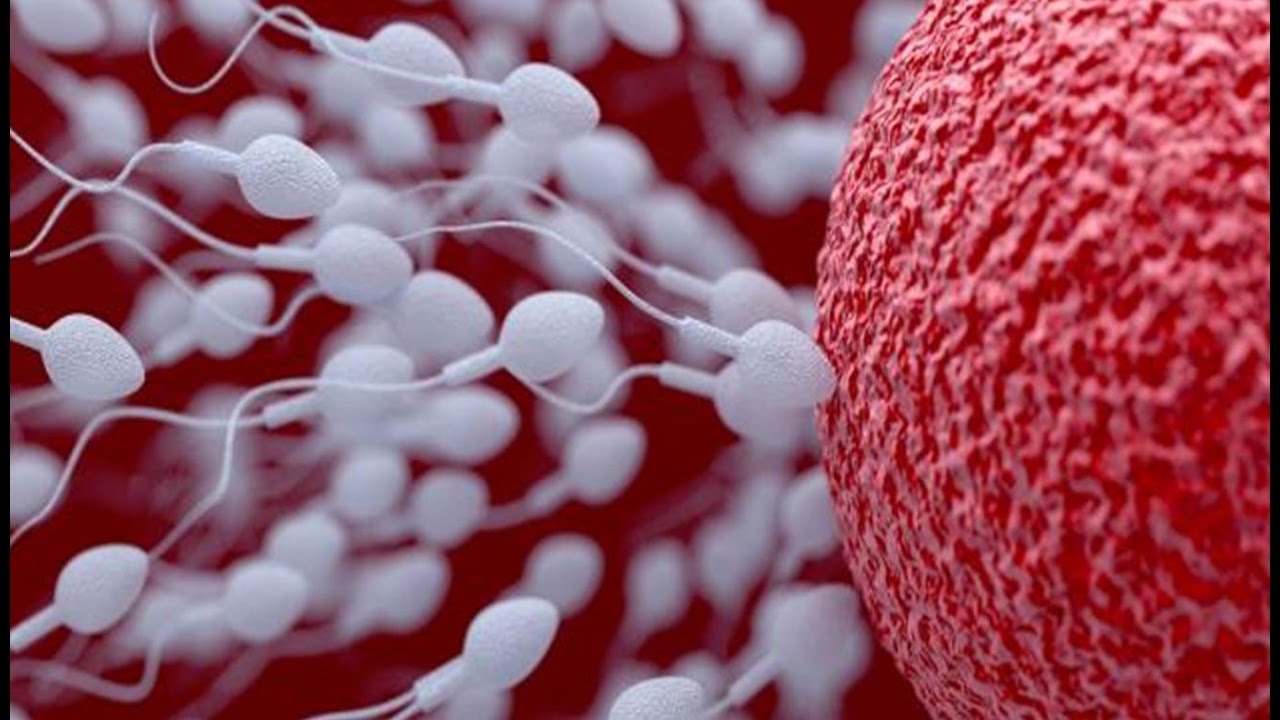 كم يزيد حجم البويضة في اليوم